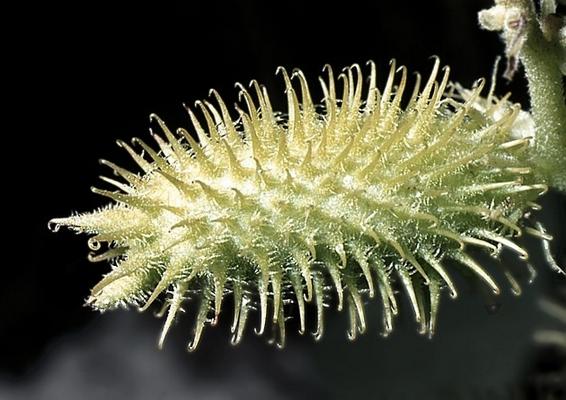 Xanthium stromarium 2.jpg