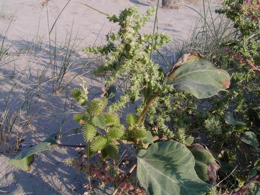 Xanthium stromarium 4.jpg