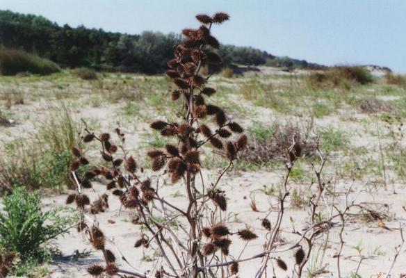 Xanthium stromarium 7.jpg