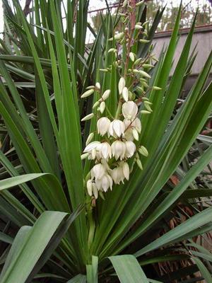 Yucca 1.jpg