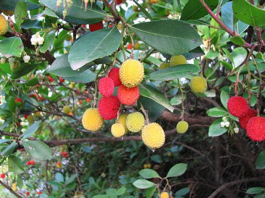 Arbutus unedus.jpg