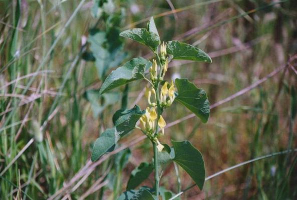 Aristolochia clematite.jpg