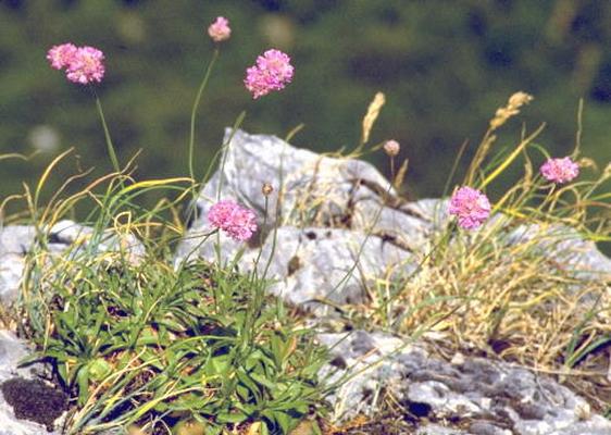 Armeria gussonei Boiss.jpg