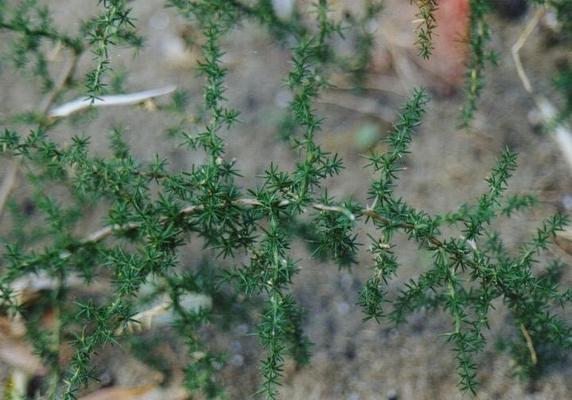 Asparagus acutifolius.jpg