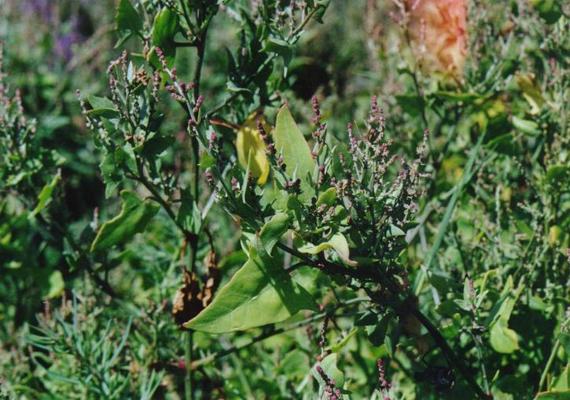 Atriplex latifolia.jpg