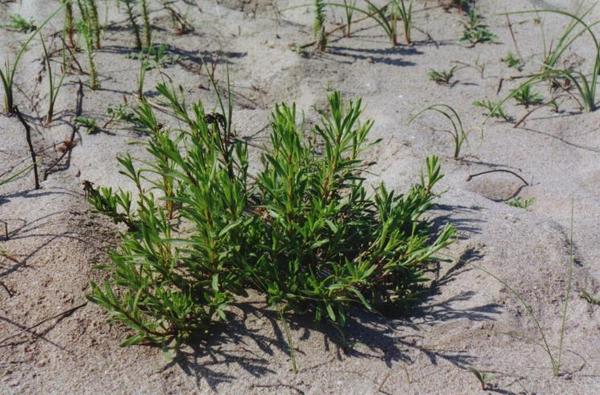 Atriplex littoralis.jpg