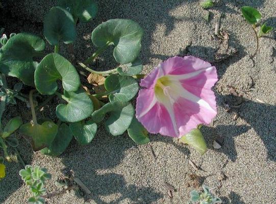 Calystegia soldanella.jpg