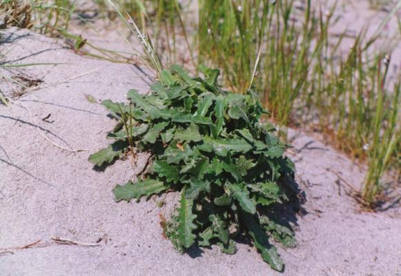 Crepis rubra.jpg