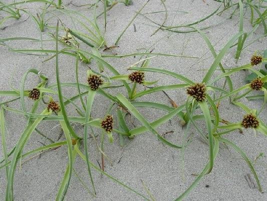 Cyperus kalli.jpg