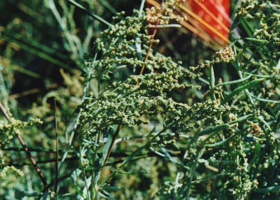 Halimione portulacoides.jpg