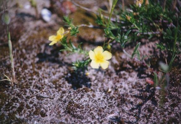 Helianthemum nummularium.jpg