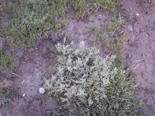 Helicrysum italicum.jpg