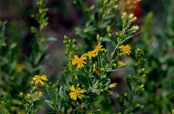 Inula Viscosa.jpg