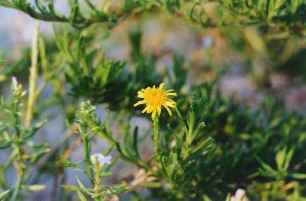 Inula chrithmoides.jpg