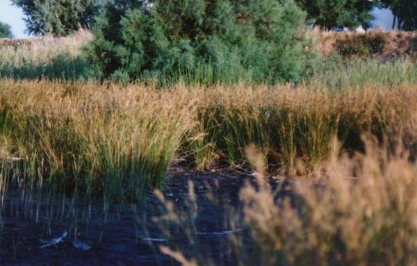 Juncus marittimus.jpg