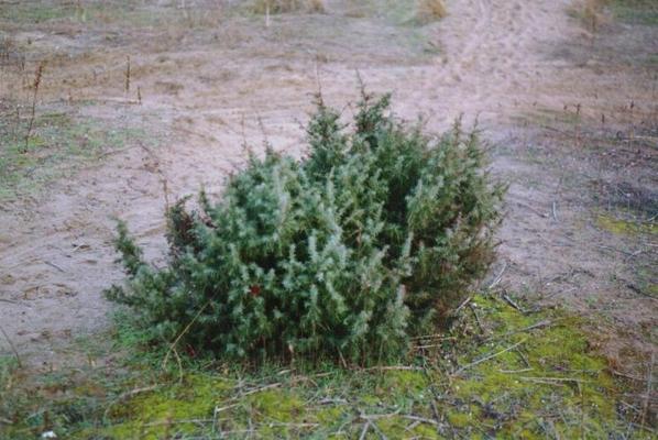 Juniperus communis.jpg