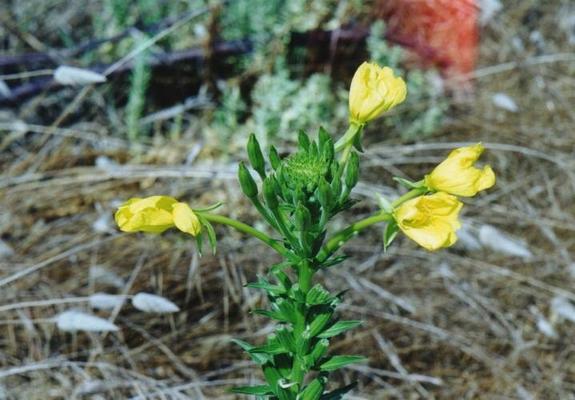 Oenothera biennis.jpg