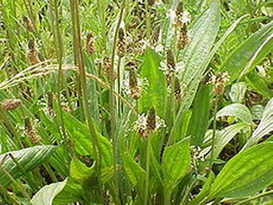 Plantago lanceolata.jpg