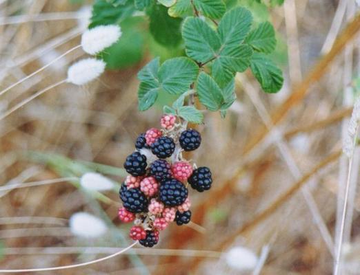 Rubus Fructicosus.jpg