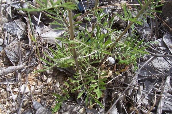 Scabiosa maritima.jpg