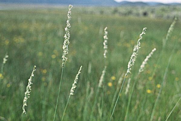 Spartina gracilis.jpg