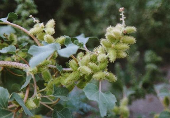 Xanthium stromarium.jpg