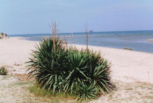 Yucca sp.jpg